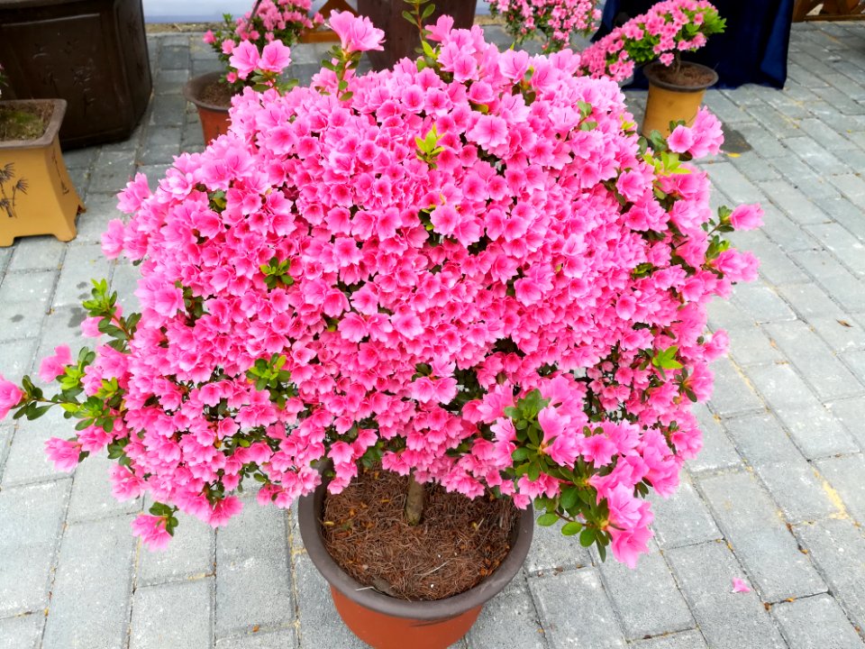 Rhododendron in Mount Wutong of Shenzhen, picture4