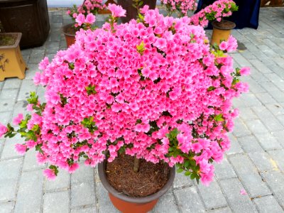 Rhododendron in Mount Wutong of Shenzhen, picture4