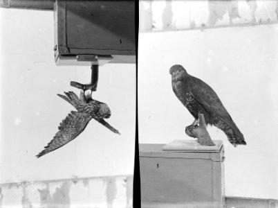 Reproducties, vogels, buizerd, smelleken, Bestanddeelnr 253-6895