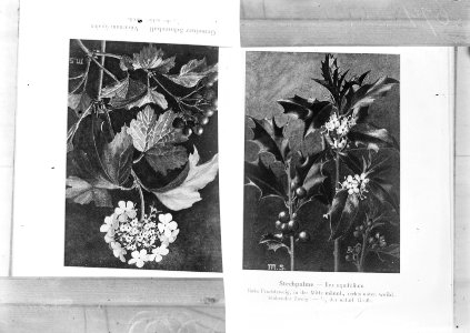 Reproducties, planten, hex aquifolium, viburnum opulus, Bestanddeelnr 253-7172