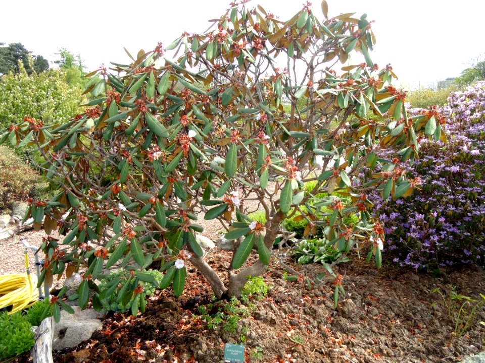 Rhododendron fulvum - University of Copenhagen Botanical Garden - DSC07617