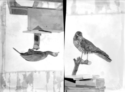 Reproducties, vogels, grauwe kiekendief, aalscholver, Bestanddeelnr 253-6896
