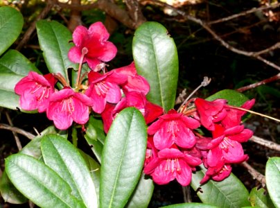Rhododendron haematodes - VanDusen Botanical Garden - Vancouver, BC - DSC07072