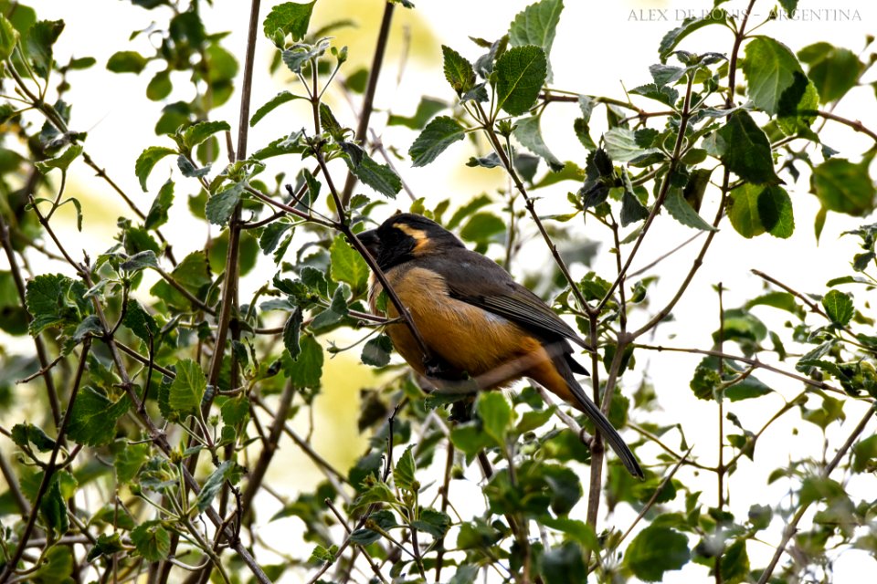 Reserva Ecológica Costanera Sur 247 09 2016 (177469421)