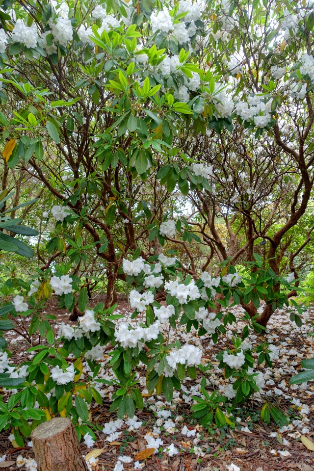 Rhododendron griffithianum - Hillier Gardens - Romsey, Hampshire, England - DSC04765