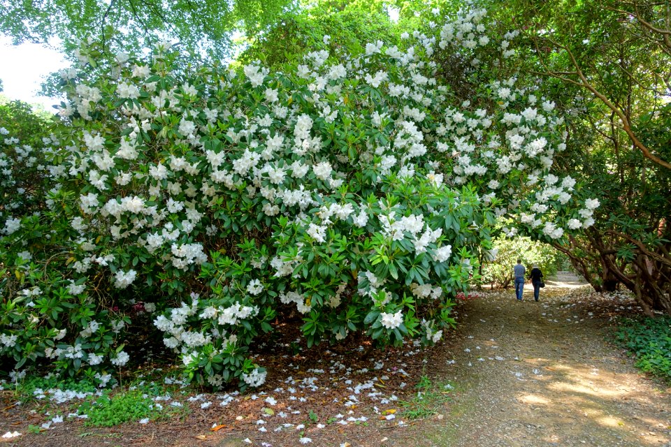 Rhododendron 'Loder's White'- Sheffield Park and Garden - East Sussex, England - DSC05626