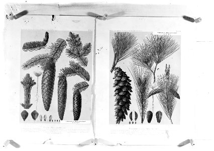 Reproducties, naaldhout, pinus strobus, picea excelsa, Bestanddeelnr 253-7186