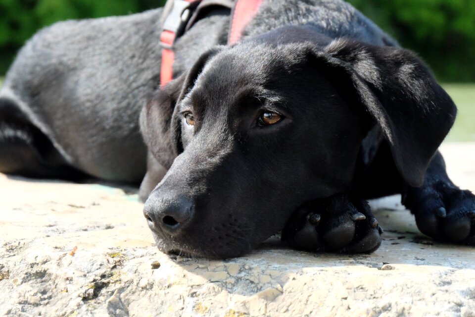 Young dog puppy wanted