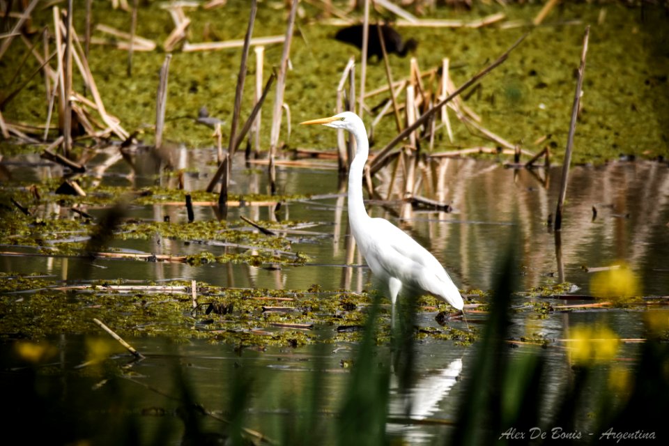 Reserva Ecológica Costanera Sur 247 09 2016 (177469183)