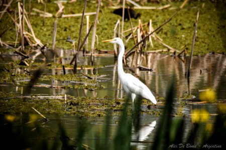 Reserva Ecológica Costanera Sur 247 09 2016 (177469183)