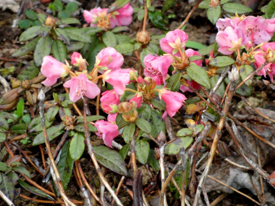 Rhododendron glaucophyllum - University of Copenhagen Botanical Garden - DSC07538