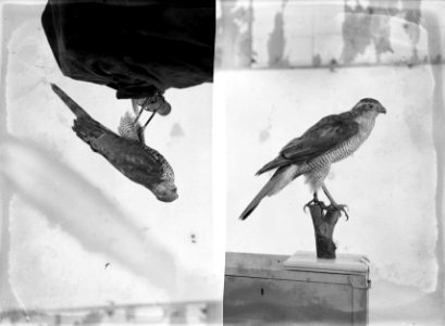 Reproducties, vogels, havik, Bestanddeelnr 253-6898
