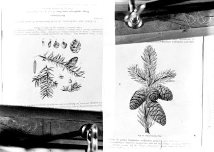 Reproducties, naaldhout, picea omorica, tsuga canadensis, Bestanddeelnr 253-7192