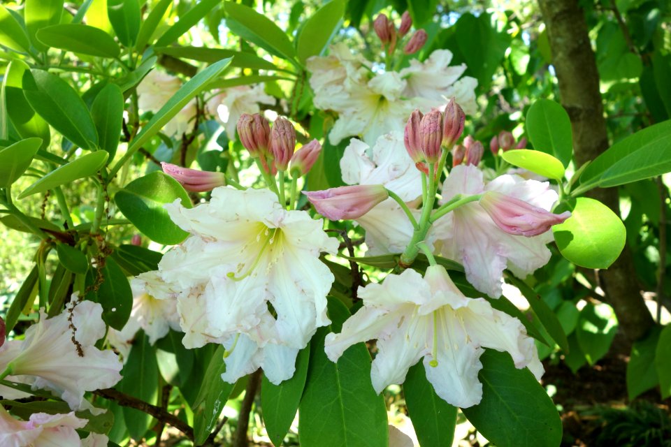 Rhododendron fortunei - Arnold Arboretum - DSC06775