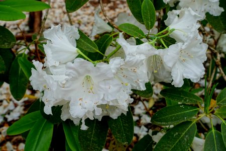 Rhododendron griffithianum - Hillier Gardens - Romsey, Hampshire, England - DSC04767