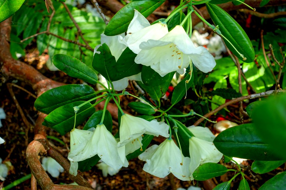 Rhododendron 'Katherine Fortesque' - Savill Garden - Windsor Great Park, England - DSC06412