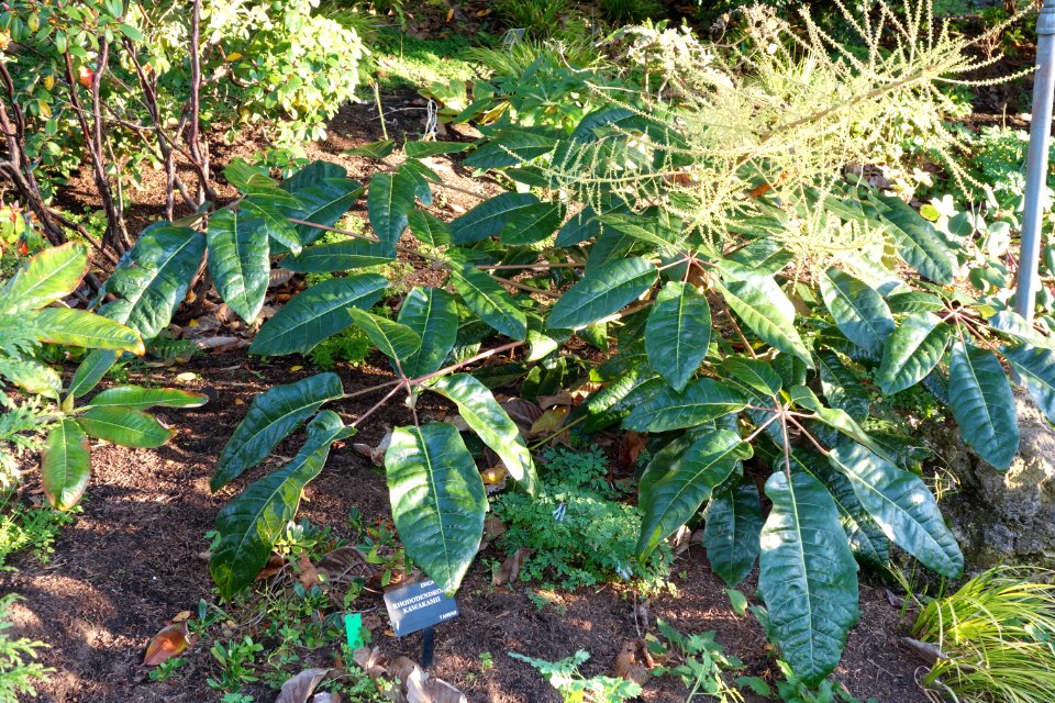 Rhododendron kawakamii - San Francisco Botanical Garden - DSC00092