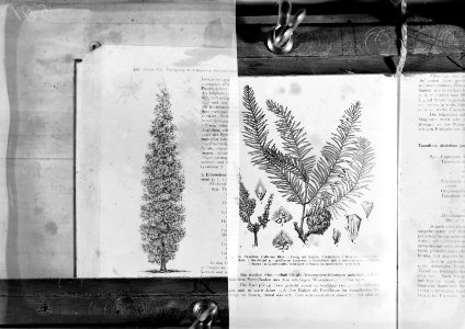 Reproducties, naaldhout, taxodium distichum, libocedrus decurreus, Bestanddeelnr 253-7193