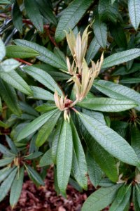 Rhododendron floribundum - RHS Garden Harlow Carr - North Yorkshire, England - DSC01356