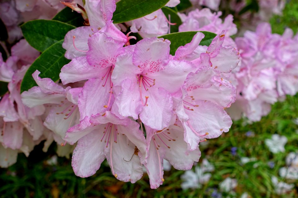 Rhododendron - Glendurgan Garden - Cornwall, England - DSC01801