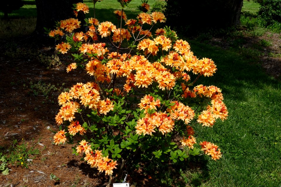 Rhododendron (unknown azalea) - Stanley M. Rowe Arboretum - DSC03490