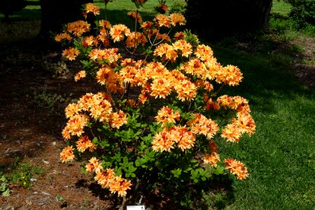 Rhododendron (unknown azalea) - Stanley M. Rowe Arboretum - DSC03490