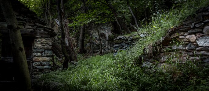 Forest nature green