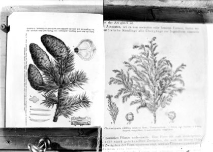 Reproducties, naaldhout, chamaecyparis pisifera plumosa, picea polita, Bestanddeelnr 253-7196