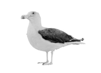 Reproducties, vogels, mantelmeeuw, Bestanddeelnr 253-6894