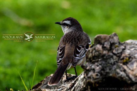 Reserva Ecológica Costanera Sur 247 09 2016 (177469409)