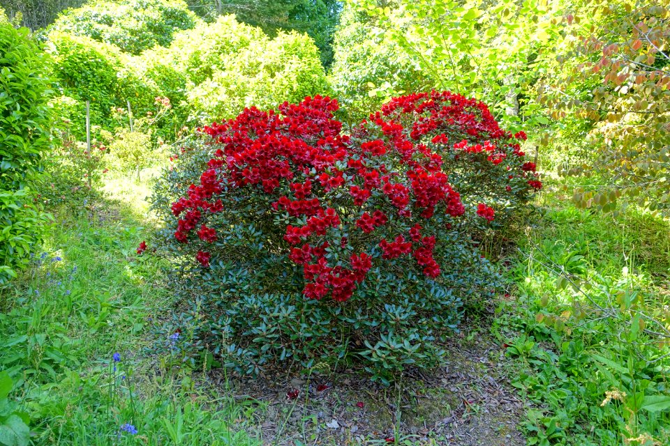 Rhododendron - Caerhayes Castle gardens - Cornwall, England - DSC02938