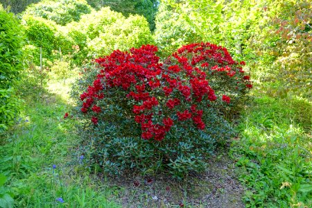 Rhododendron - Caerhayes Castle gardens - Cornwall, England - DSC02938