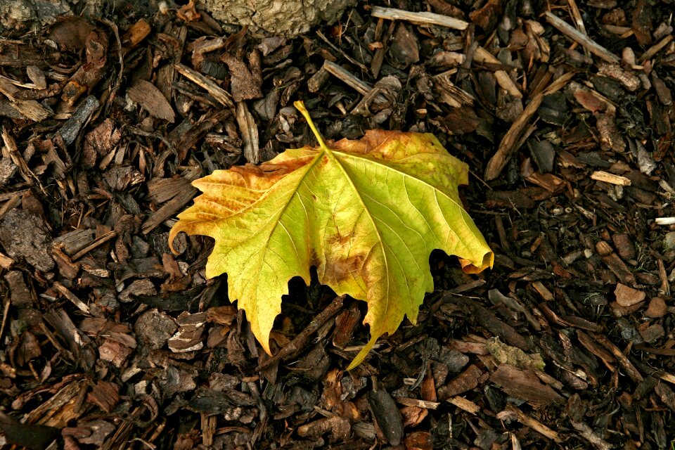 Fall nature brown