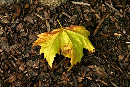 Fall nature brown photo