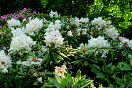 Rhododendron 'Wickhams Fancy' - Savill Garden - Windsor Great Park, England - DSC06046