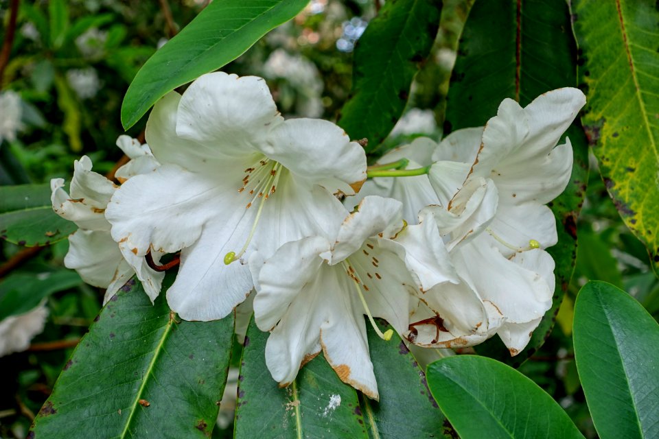 Rhododendron 'Loderi' - Sheffield Park and Garden - East Sussex, England - DSC05594