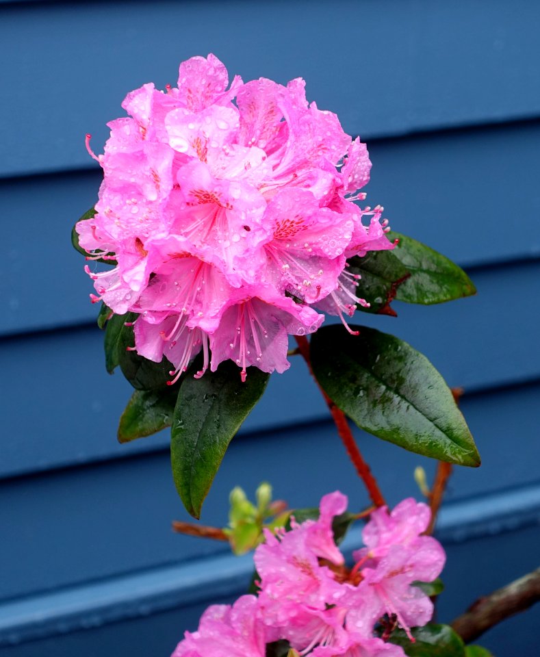 Rhododendron - Newport, Rhode Island - DSC04103
