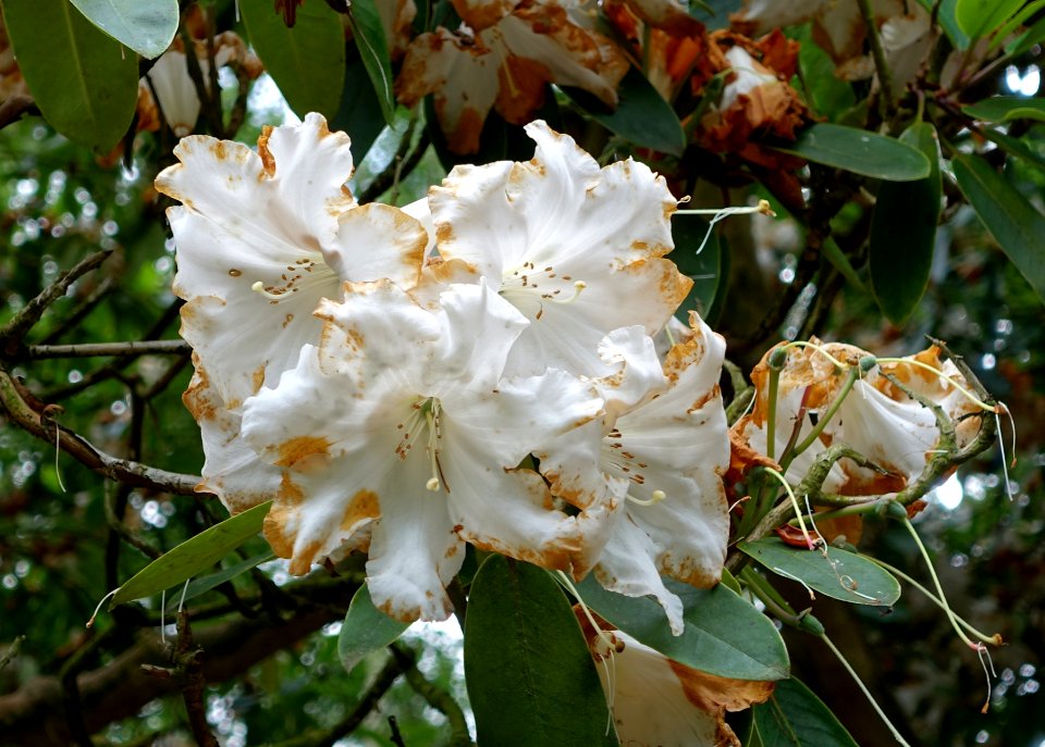 Rhododendron 'Loderi King George' - RHS Garden Harlow Carr - North Yorkshire, England - DSC01165
