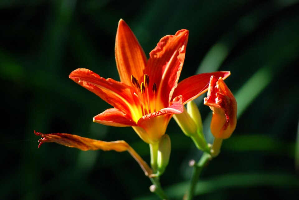 Close up garden blossom