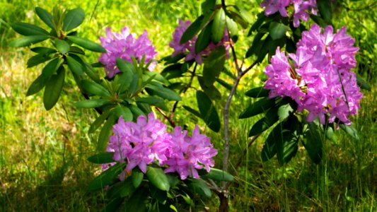 Rhododendron in a Brastad garden 1