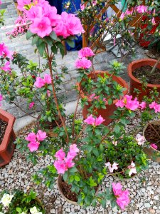 Rhododendron in Mount Wutong of Shenzhen, picture1