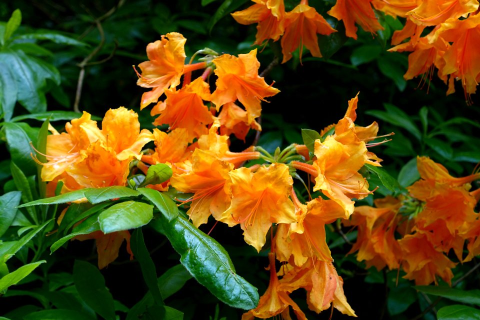 Rhododendron 'Unique' - RHS Garden Harlow Carr - North Yorkshire, England - DSC01159