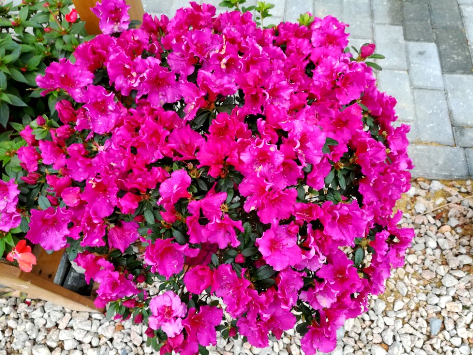 Rhododendron in Mount Wutong of Shenzhen, picture7