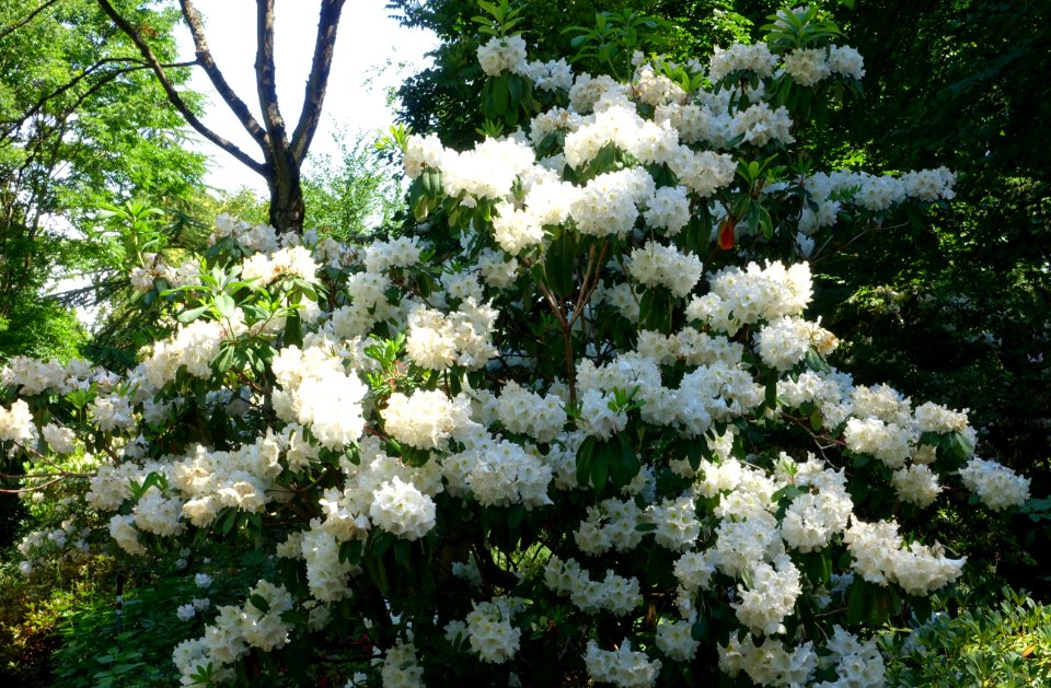 Rhododendron - VanDusen Botanical Garden - Vancouver, BC - DSC06963