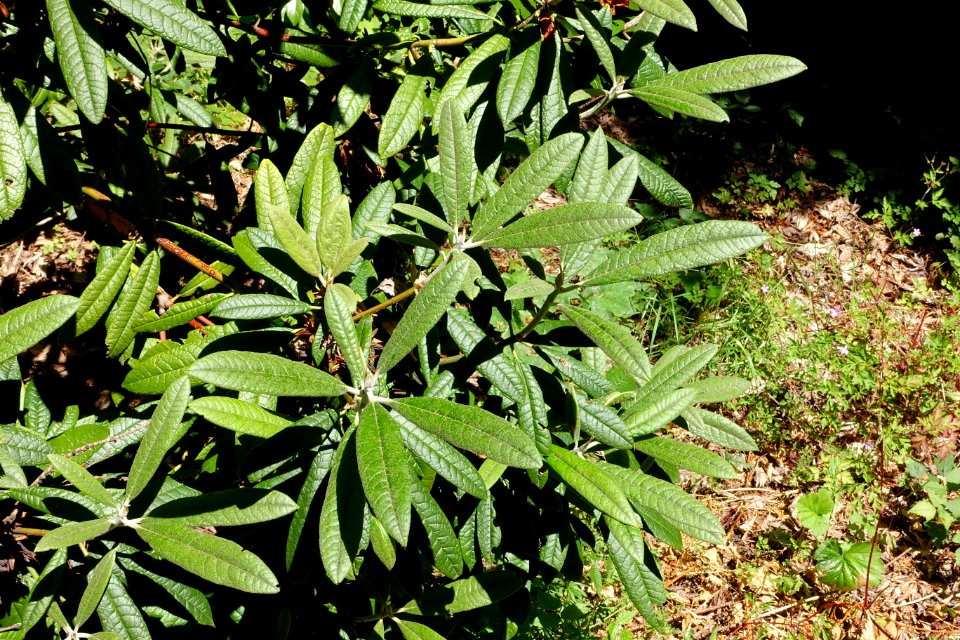 Rhododendron floribundum - UBC Botanical Garden - Vancouver, Canada - DSC08222