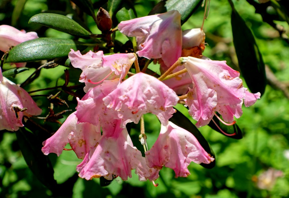 Rhododendron 'Kalinka' - Savill Garden - Windsor Great Park, England - DSC06252