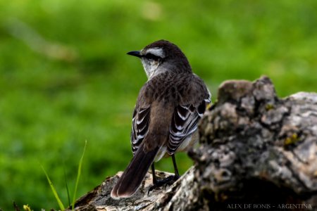 Reserva Ecológica Costanera Sur 247 09 2016 (177469331)