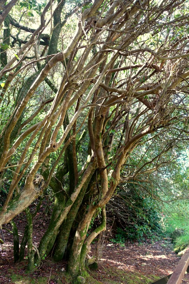 Rhododendron davidsonianum - Caerhayes Castle gardens - Cornwall, England - DSC03247