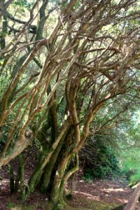 Rhododendron davidsonianum - Caerhayes Castle gardens - Cornwall, England - DSC03247