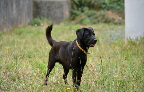 Canidae canine animals photo